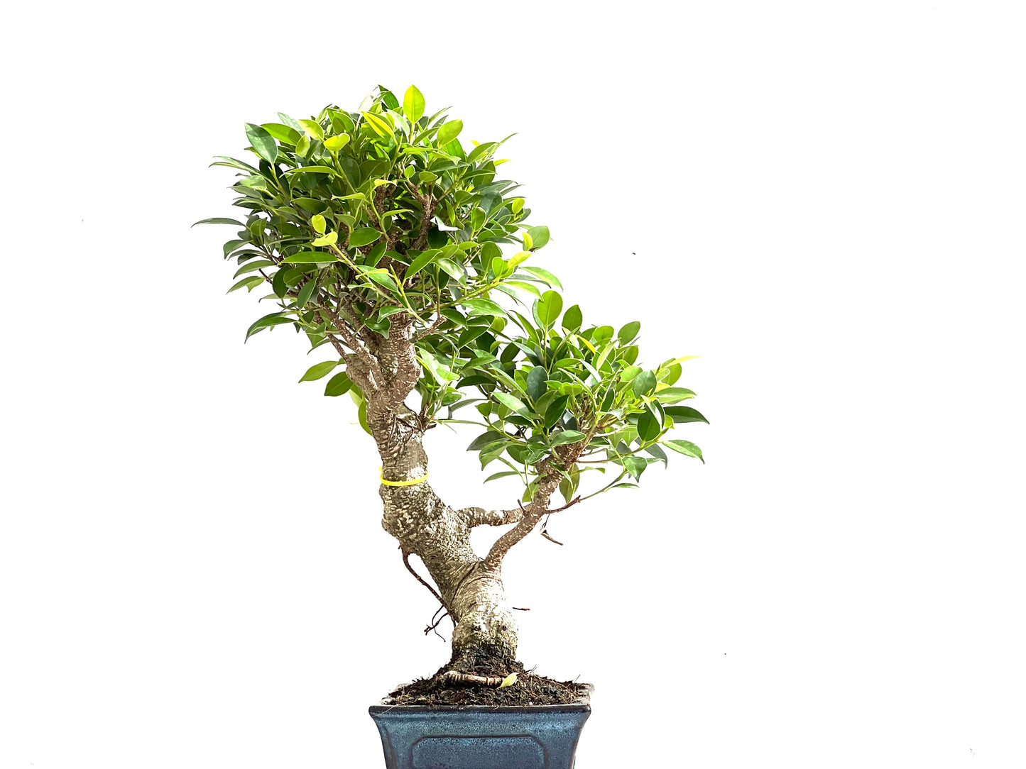 Ficus Tiger Bark 0143
