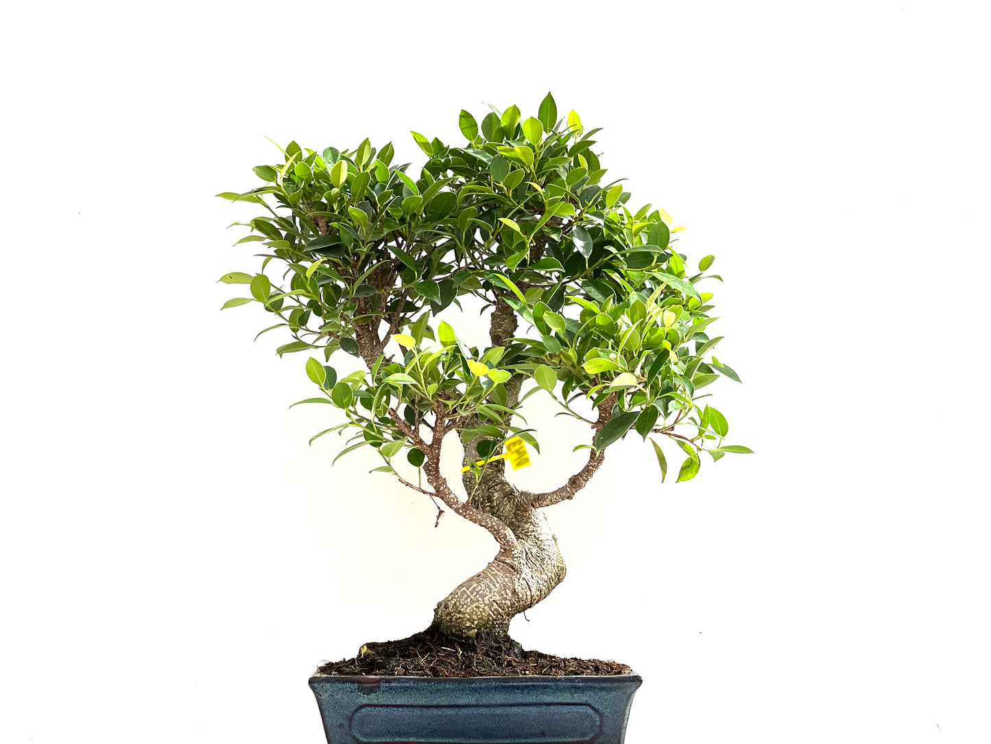 Ficus Tiger Bark 0143