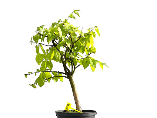 Celtis Australis 2545