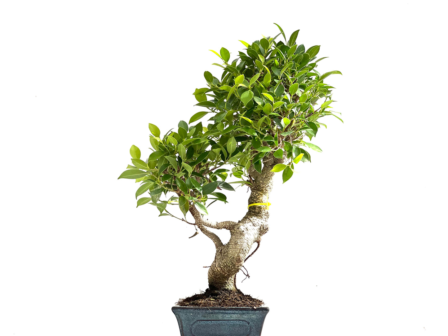 Ficus Tiger Bark 0143