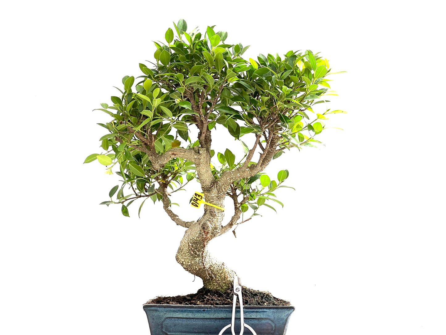 Ficus Tiger Bark 0143