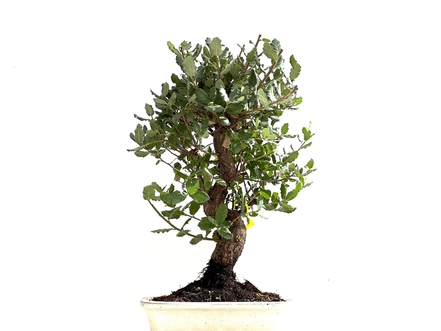 Quercus Suber 0141