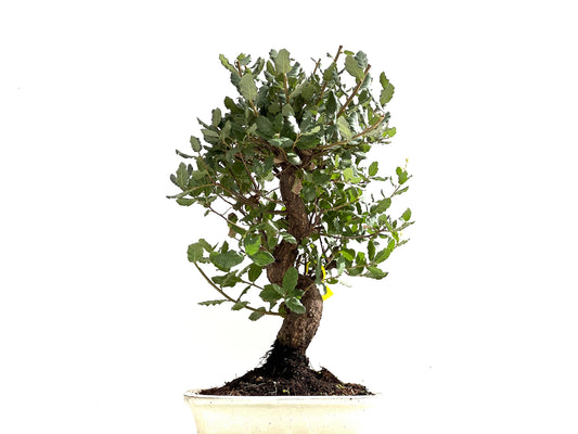 Quercus Suber 0141