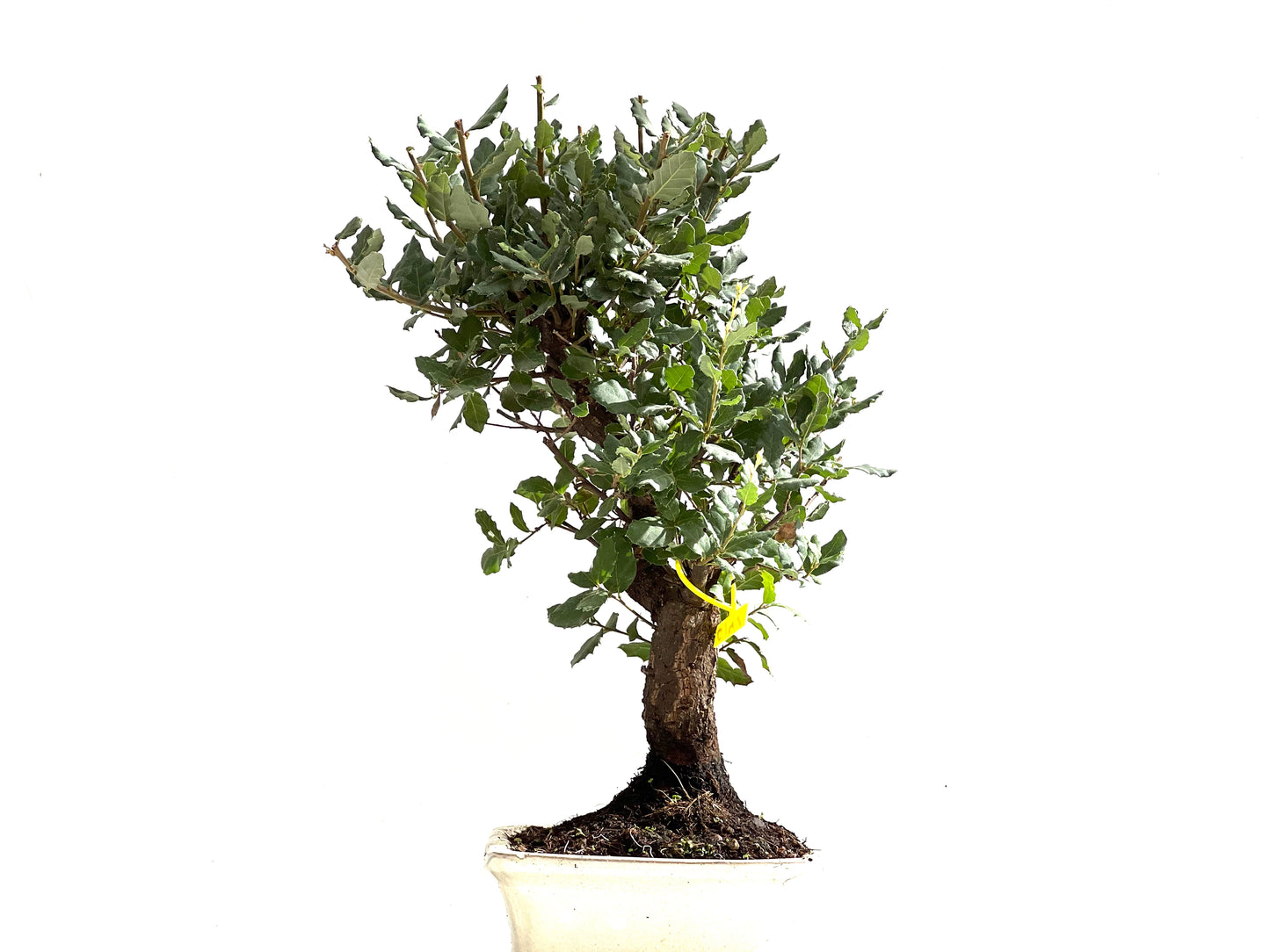 Quercus Suber 0141