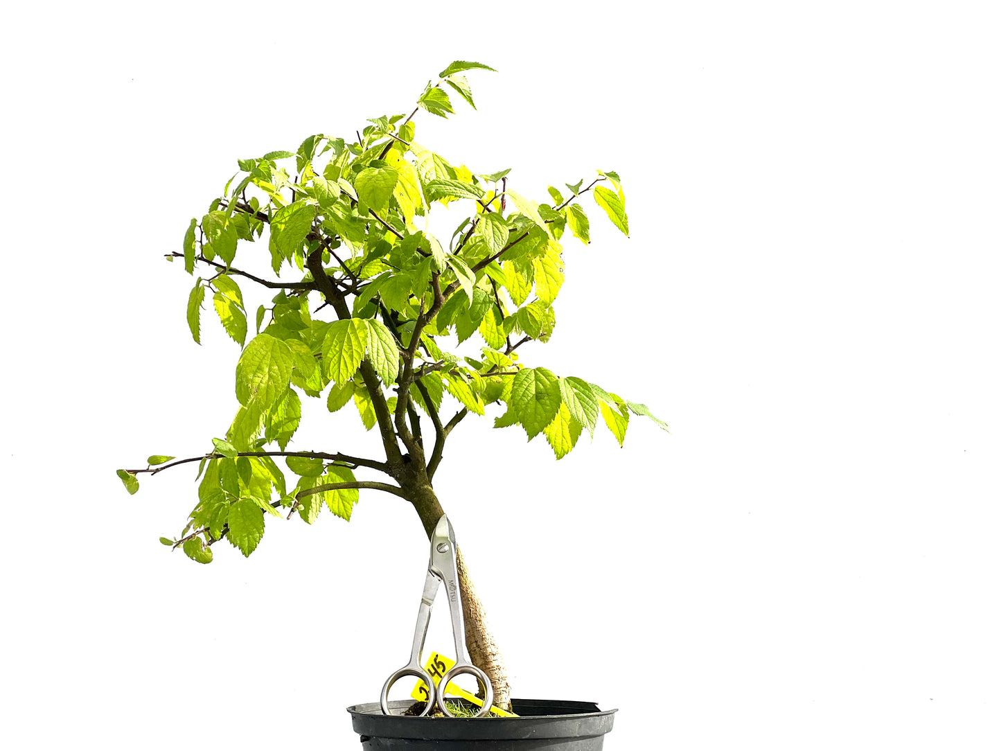 Celtis Australis 2545