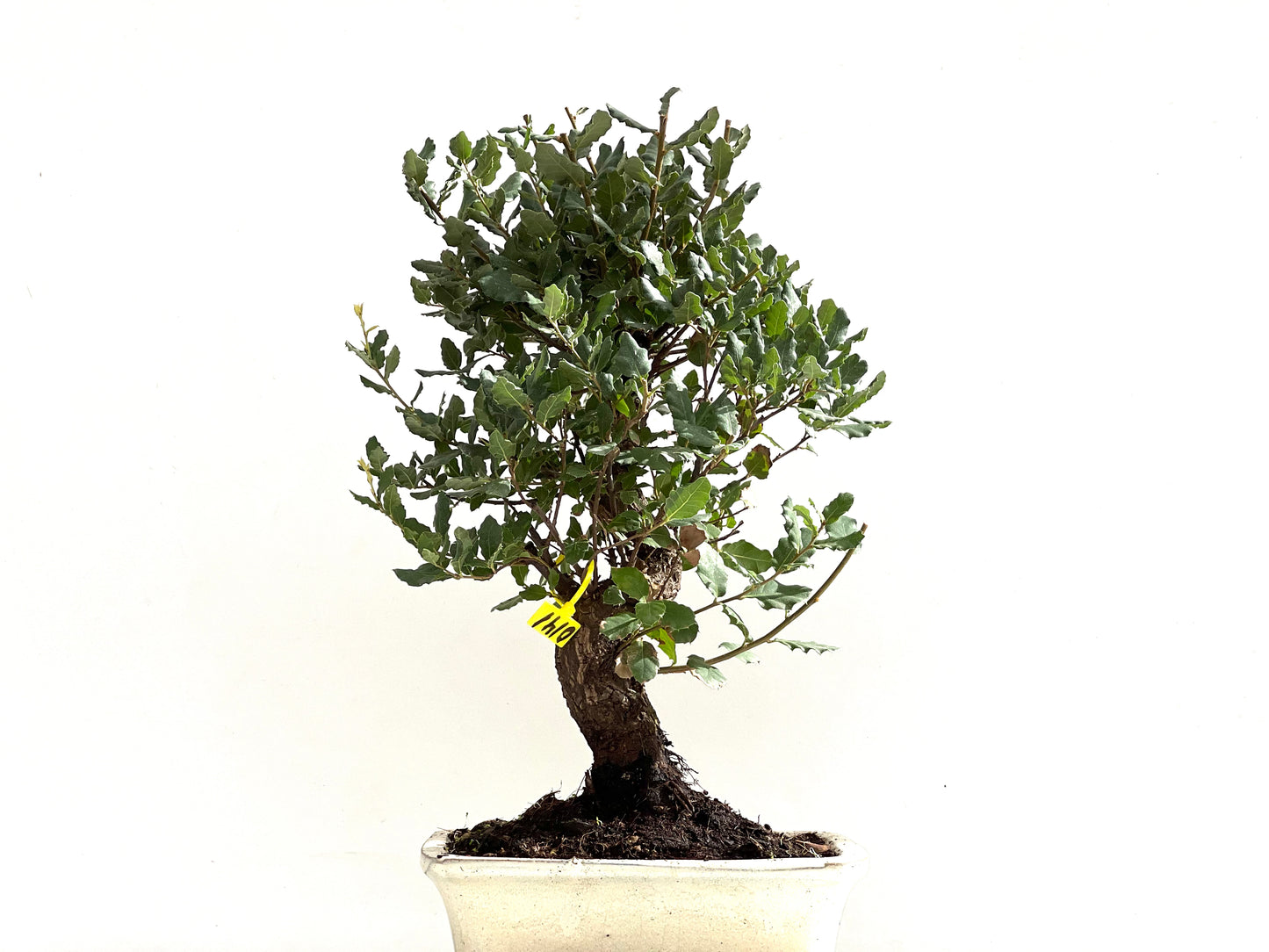 Quercus Suber 0141