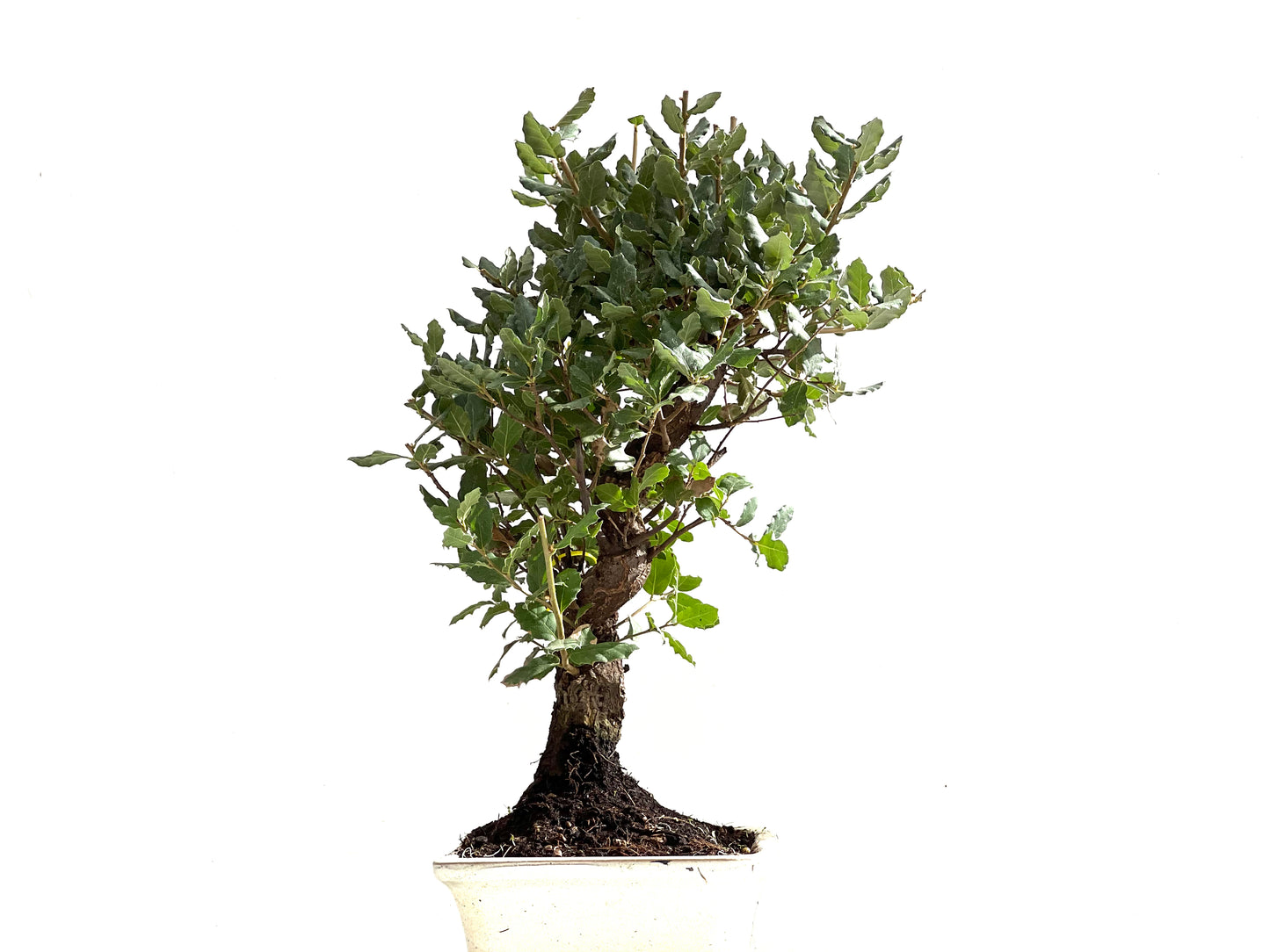 Quercus Suber 0141