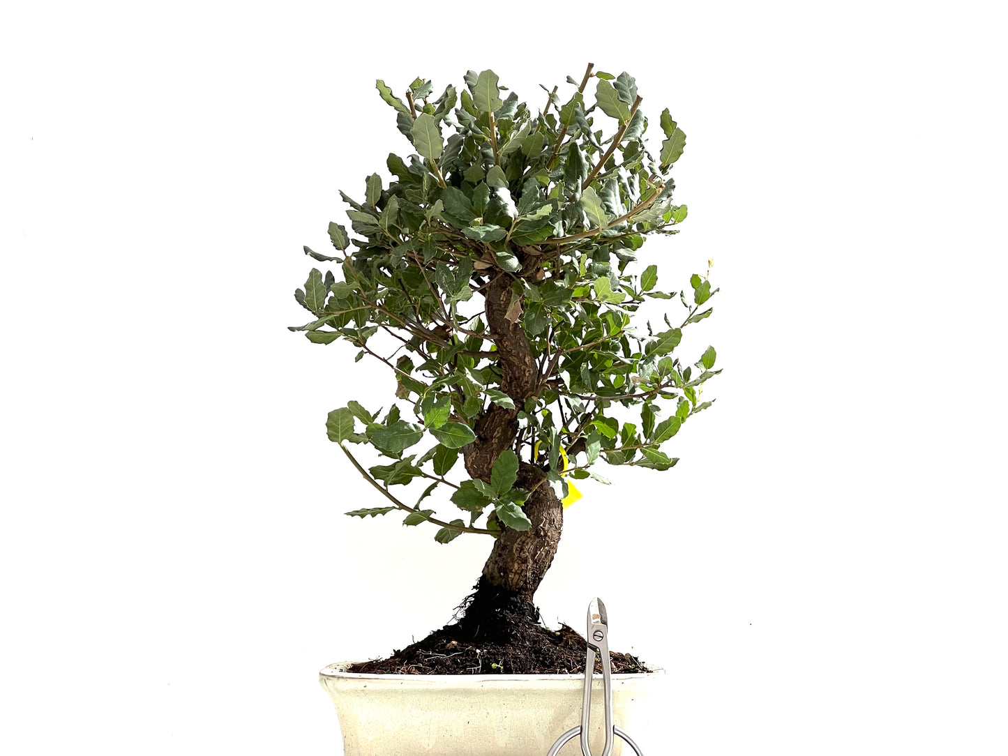 Quercus Suber 0141