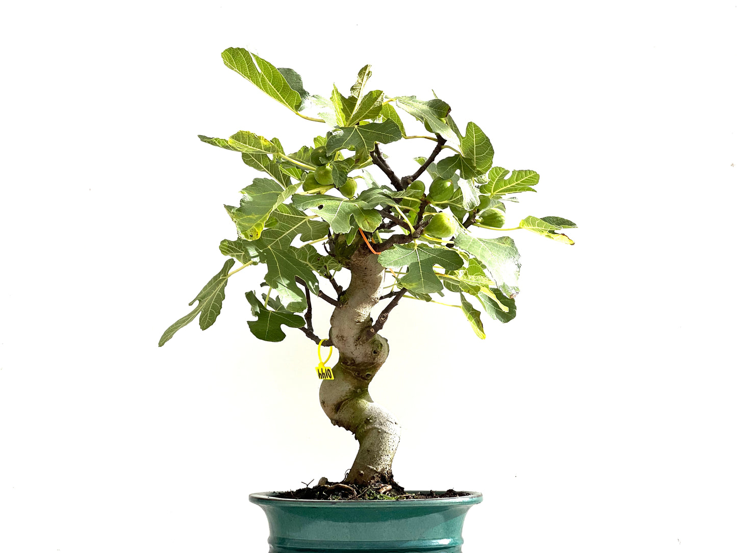 Ficus Carica 0144