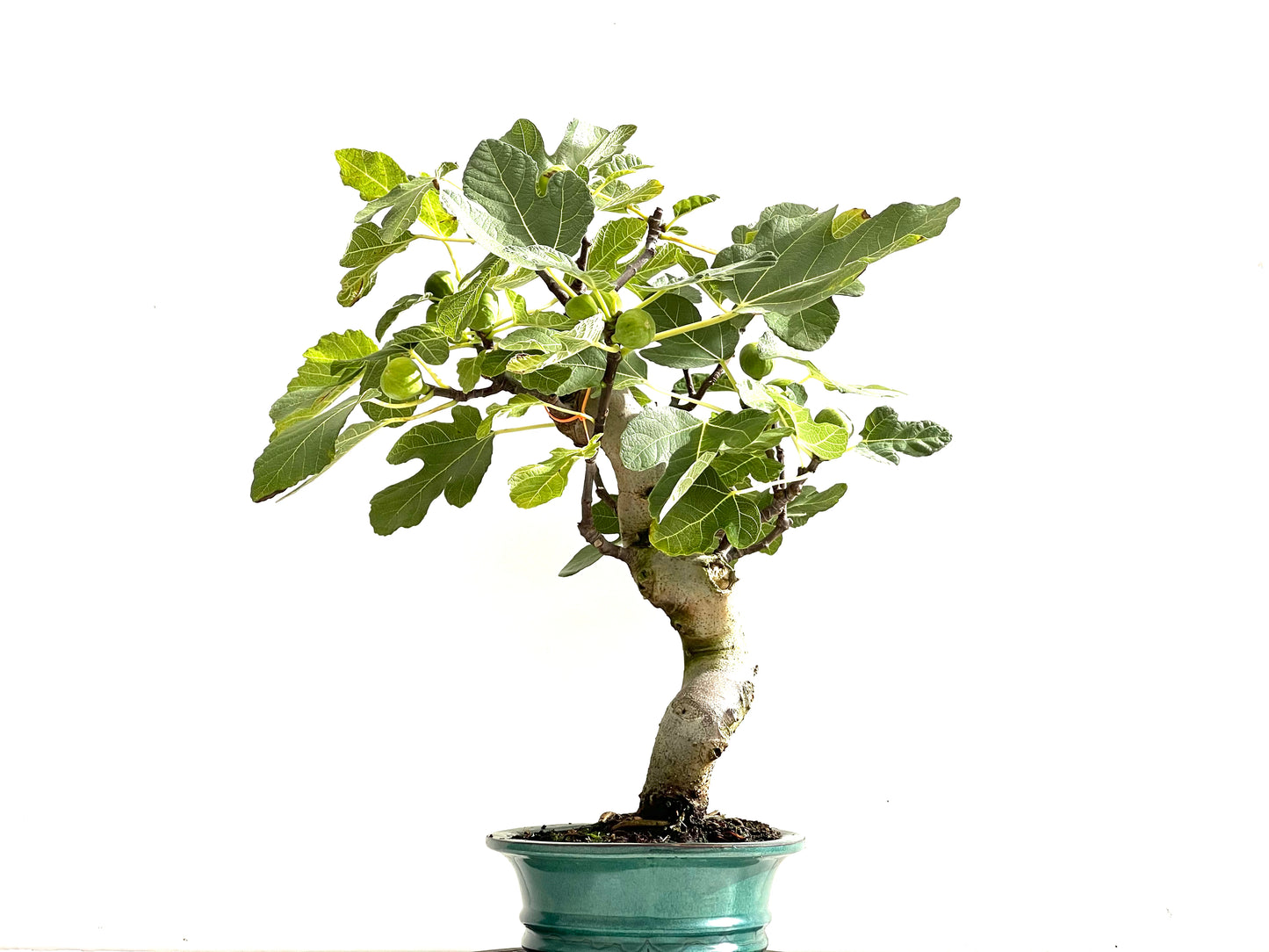 Ficus Carica 0144