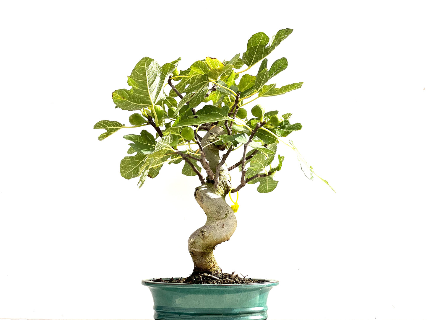 Ficus Carica 0144