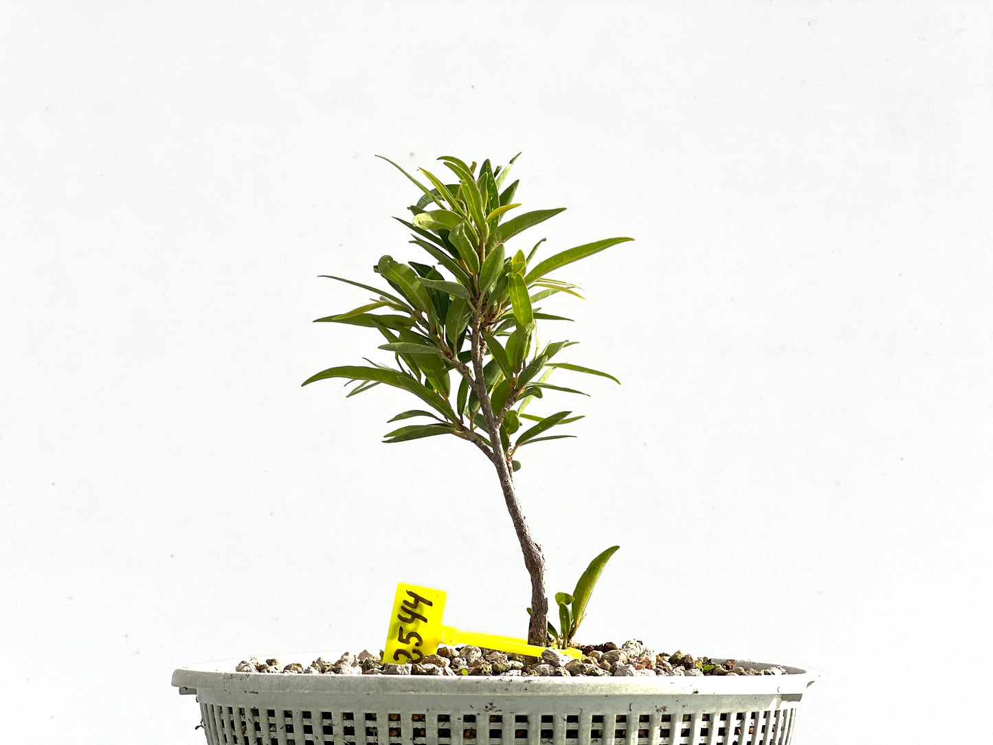 Ficus Nerifolia 2544