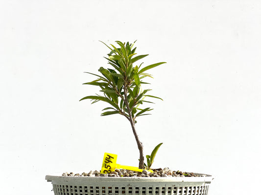 Ficus Nerifolia 2544