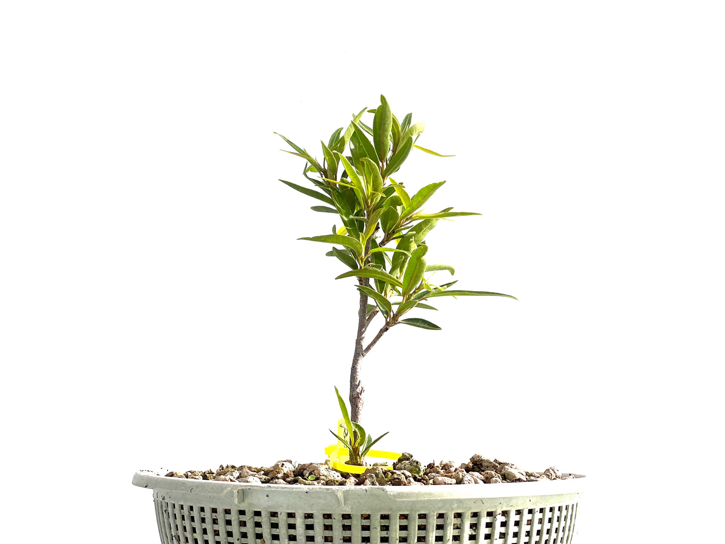 Ficus Nerifolia 2544