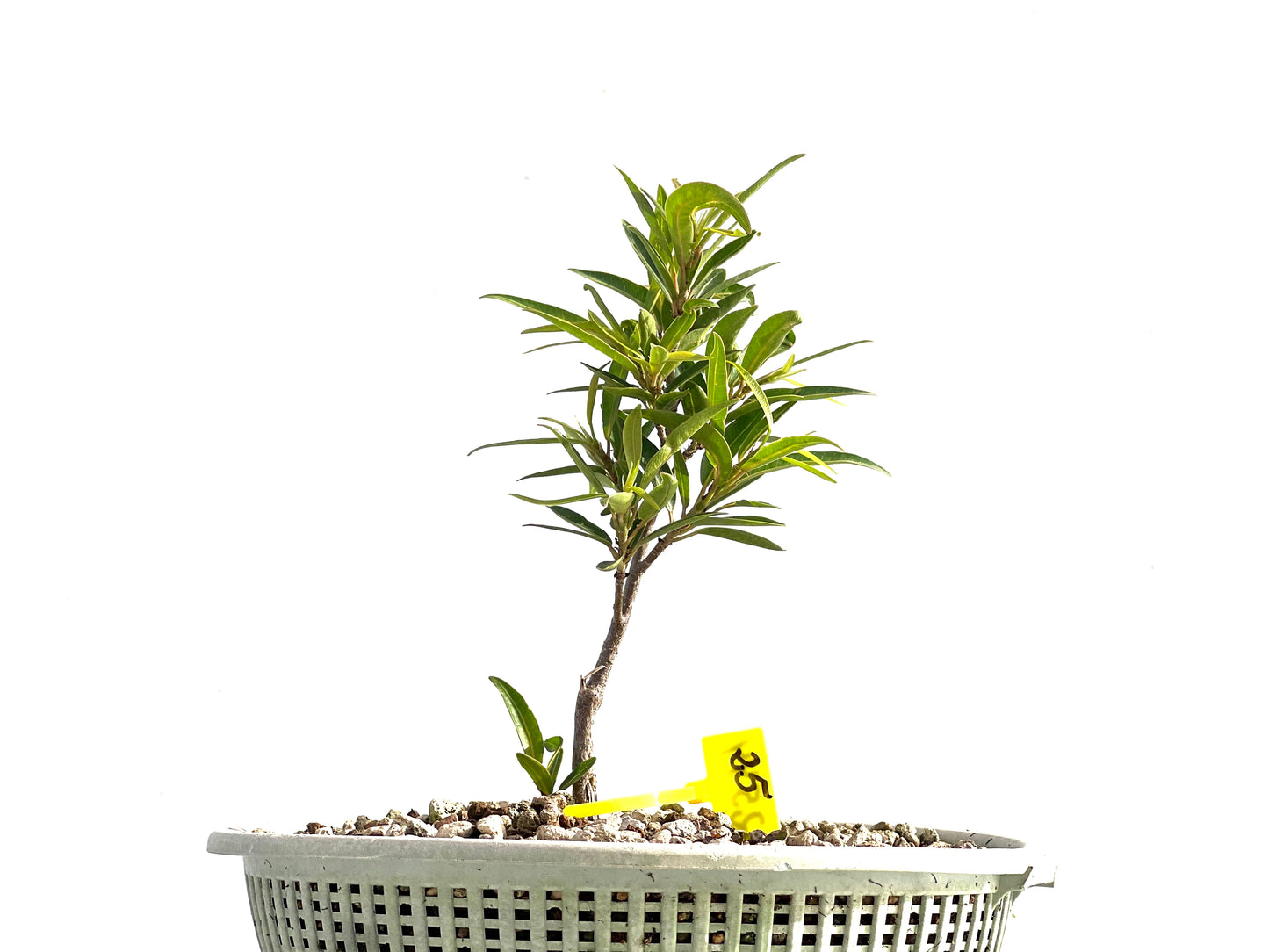 Ficus Nerifolia 2544