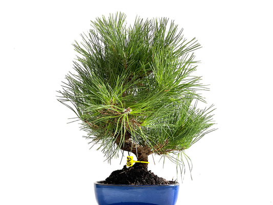 Pinus Thunbergii 0145