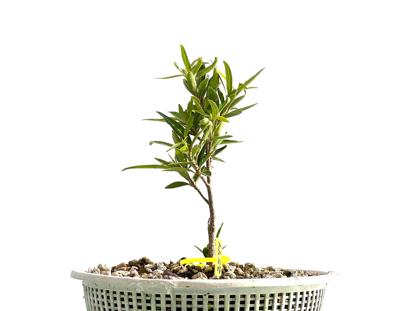 Ficus Nerifolia 2544