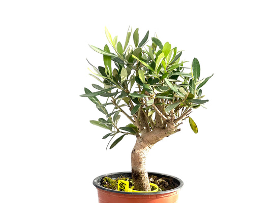 Olea Europaea 2554