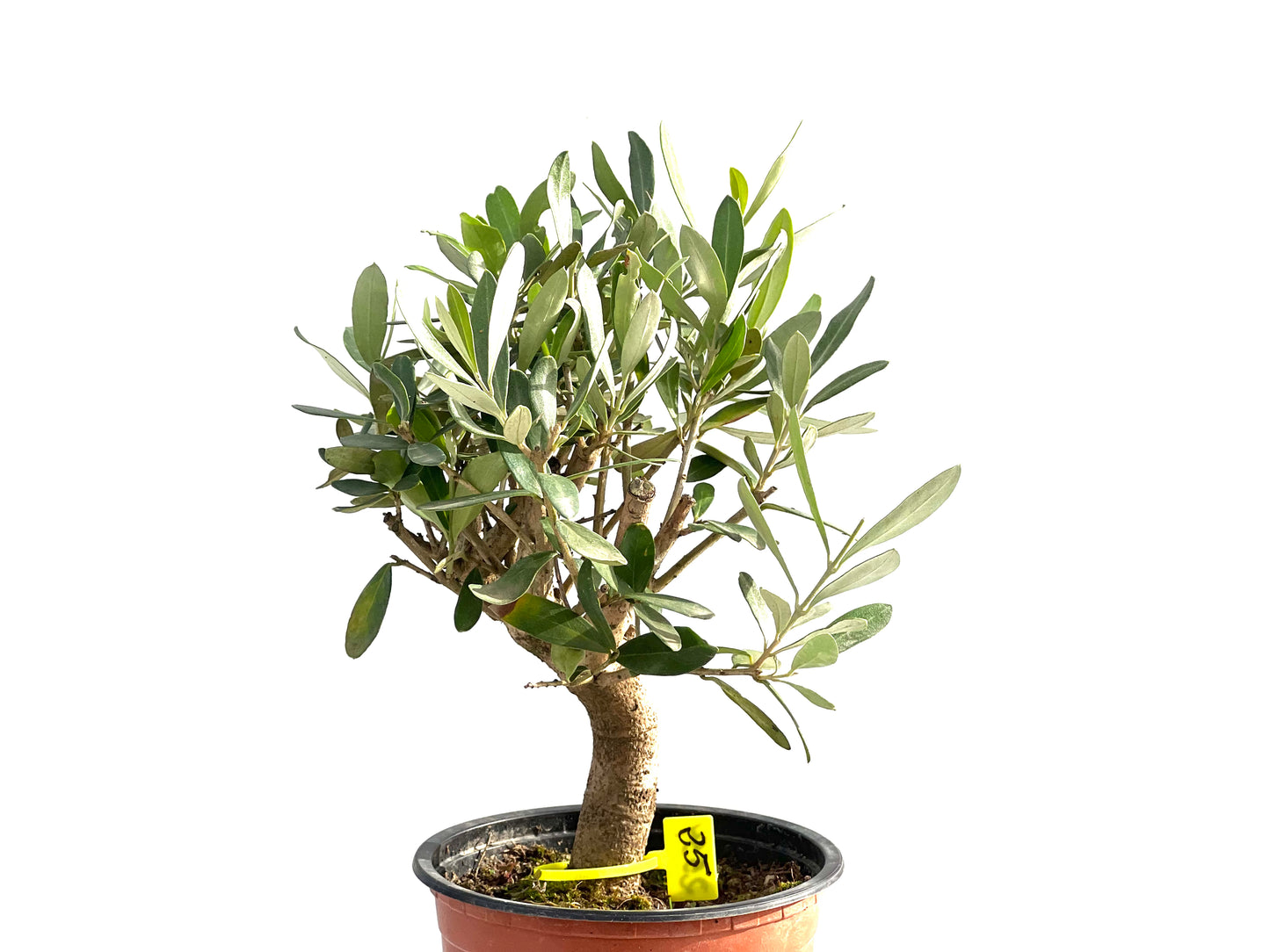 Olea Europaea 2554