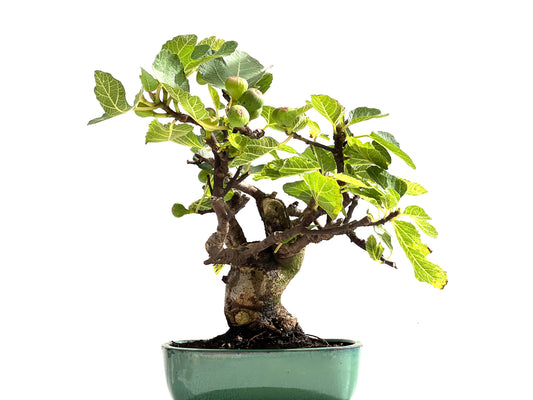 Ficus Carica 0148