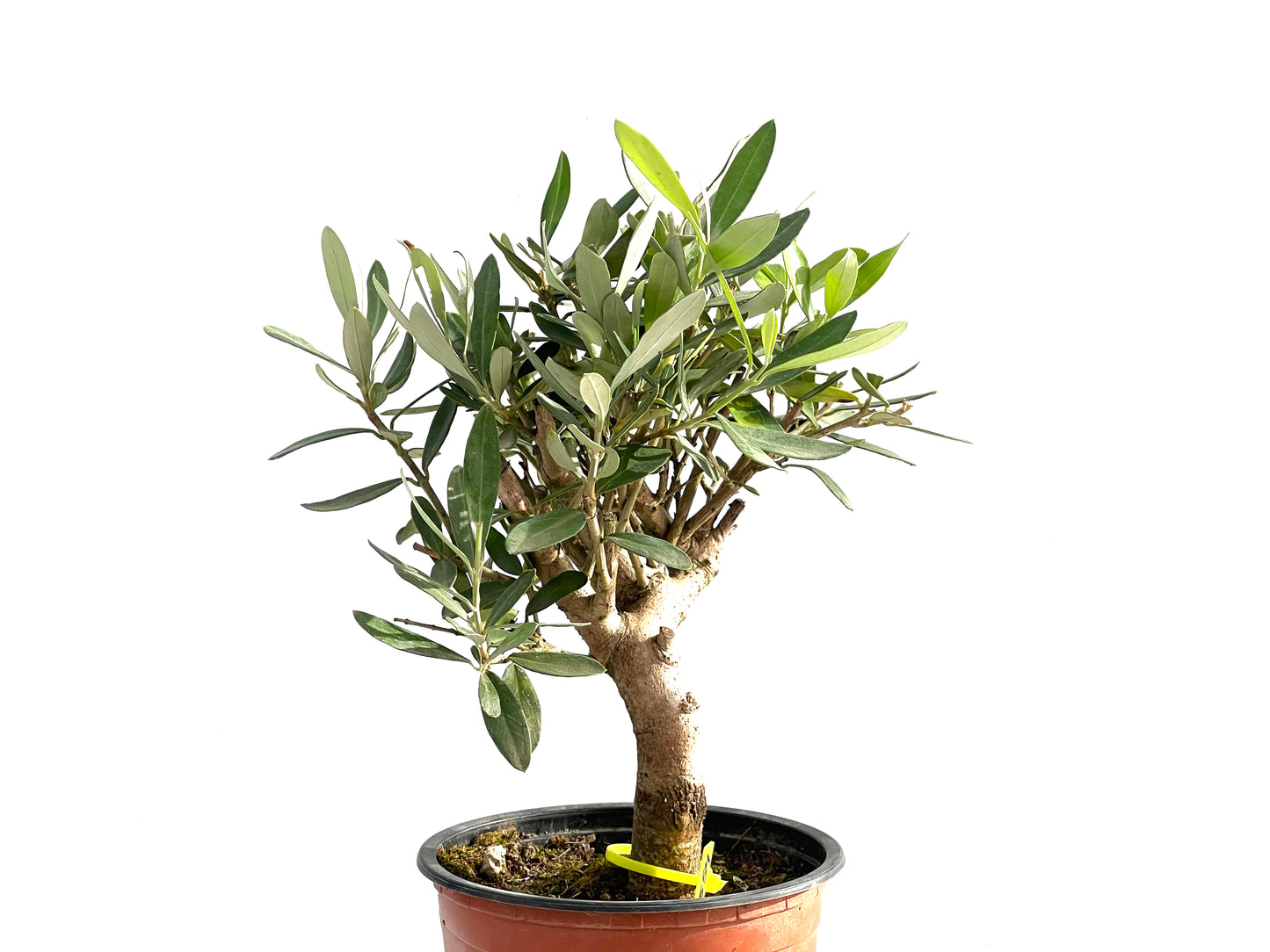 Olea Europaea 2554