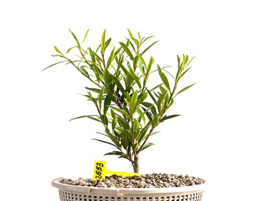 Ficus Nerifolia 2553