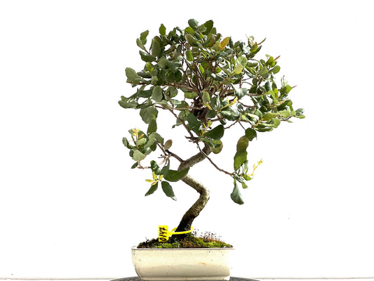 Quercus Suber 0147