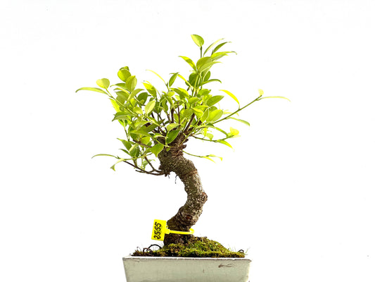 Ficus Tiger Bark 2555