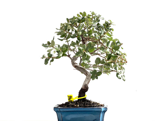Quercus Suber 0146