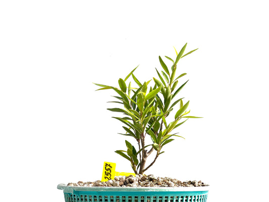 Ficus Nerifolia 2557
