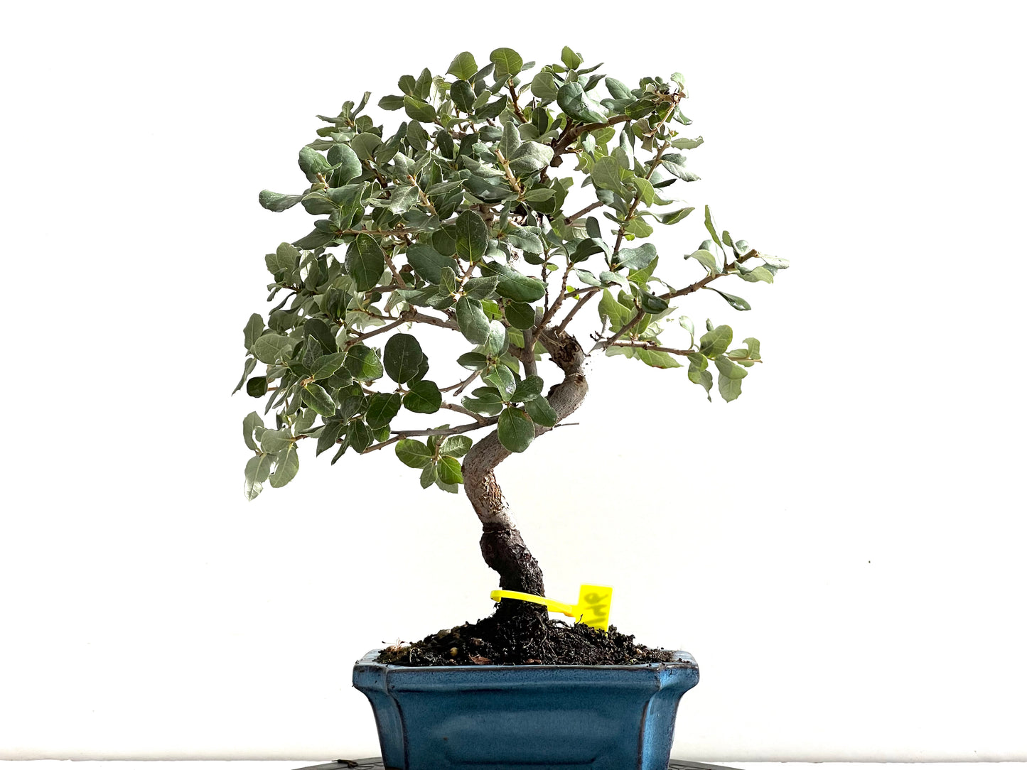 Quercus Suber 0146