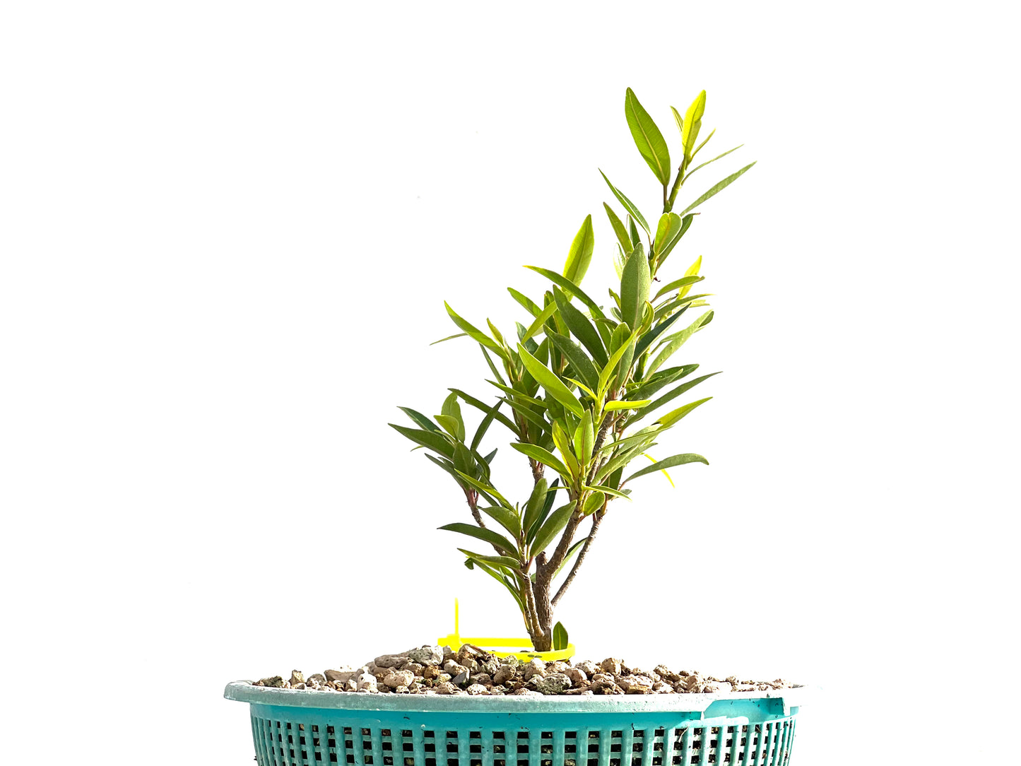 Ficus Nerifolia 2557