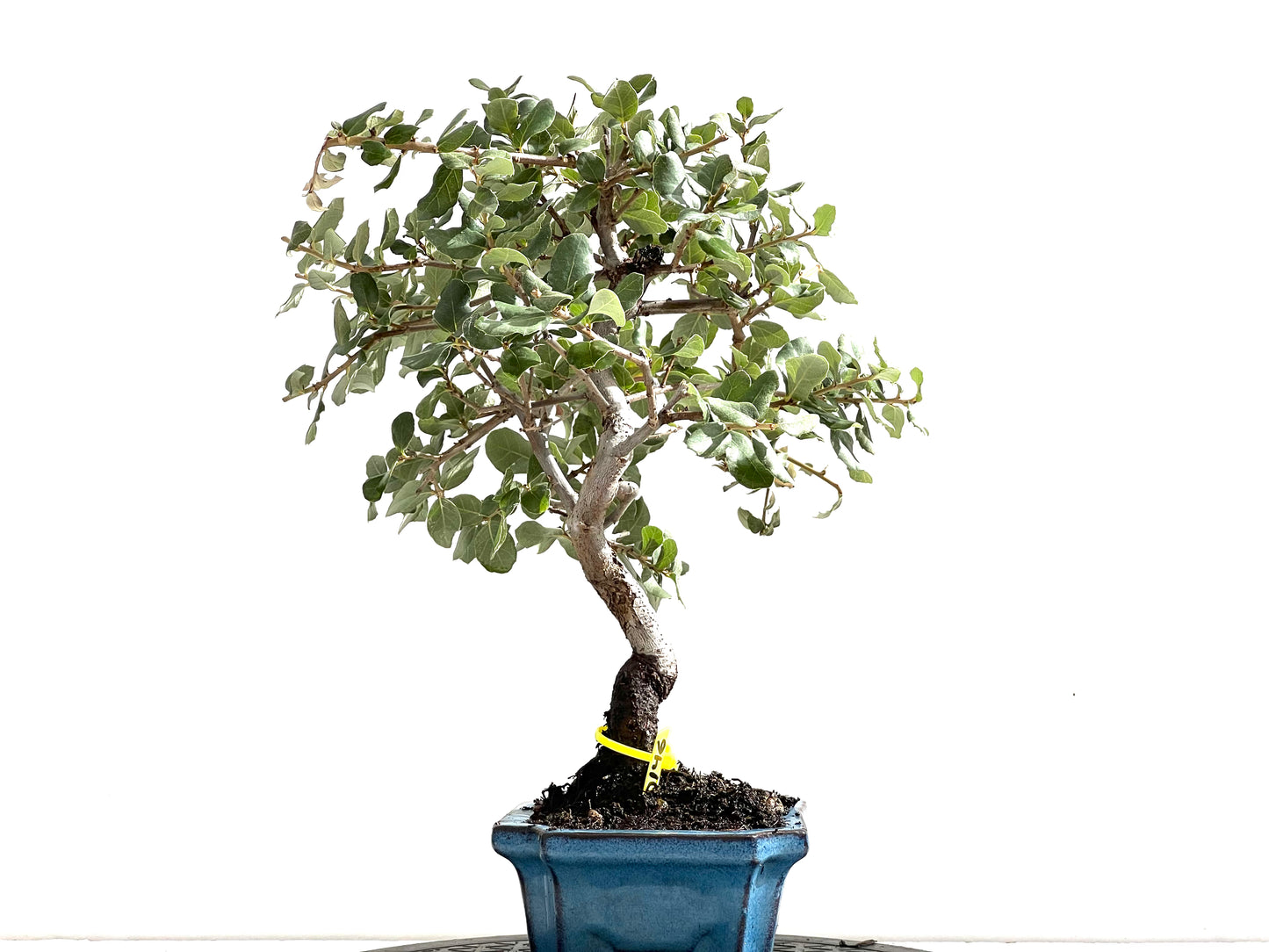 Quercus Suber 0146