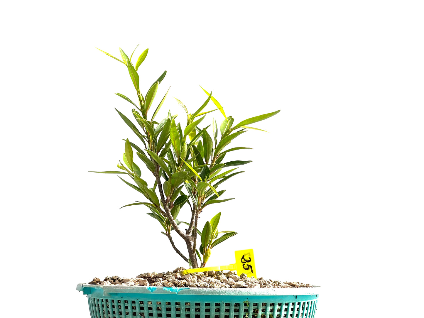 Ficus Nerifolia 2557