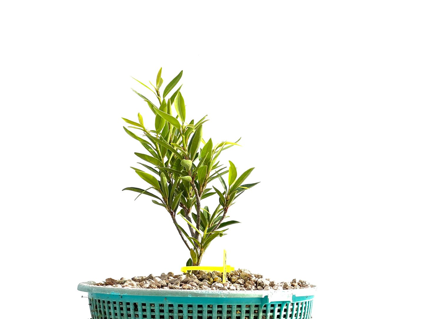 Ficus Nerifolia 2557