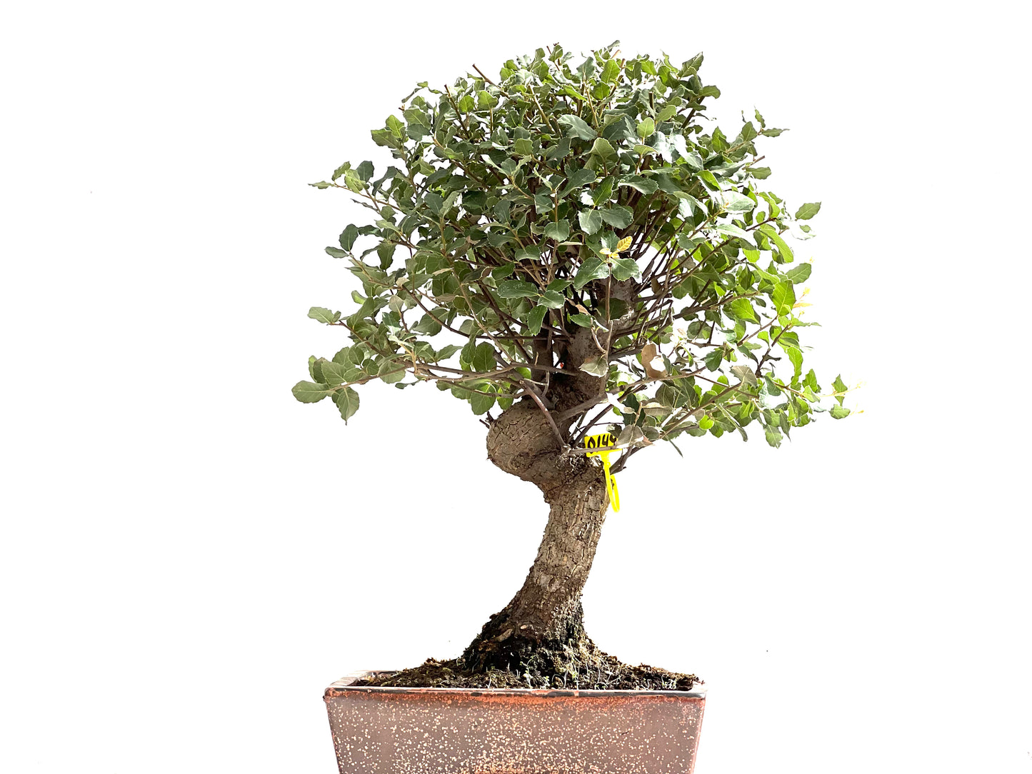 Quercus Suber 0149