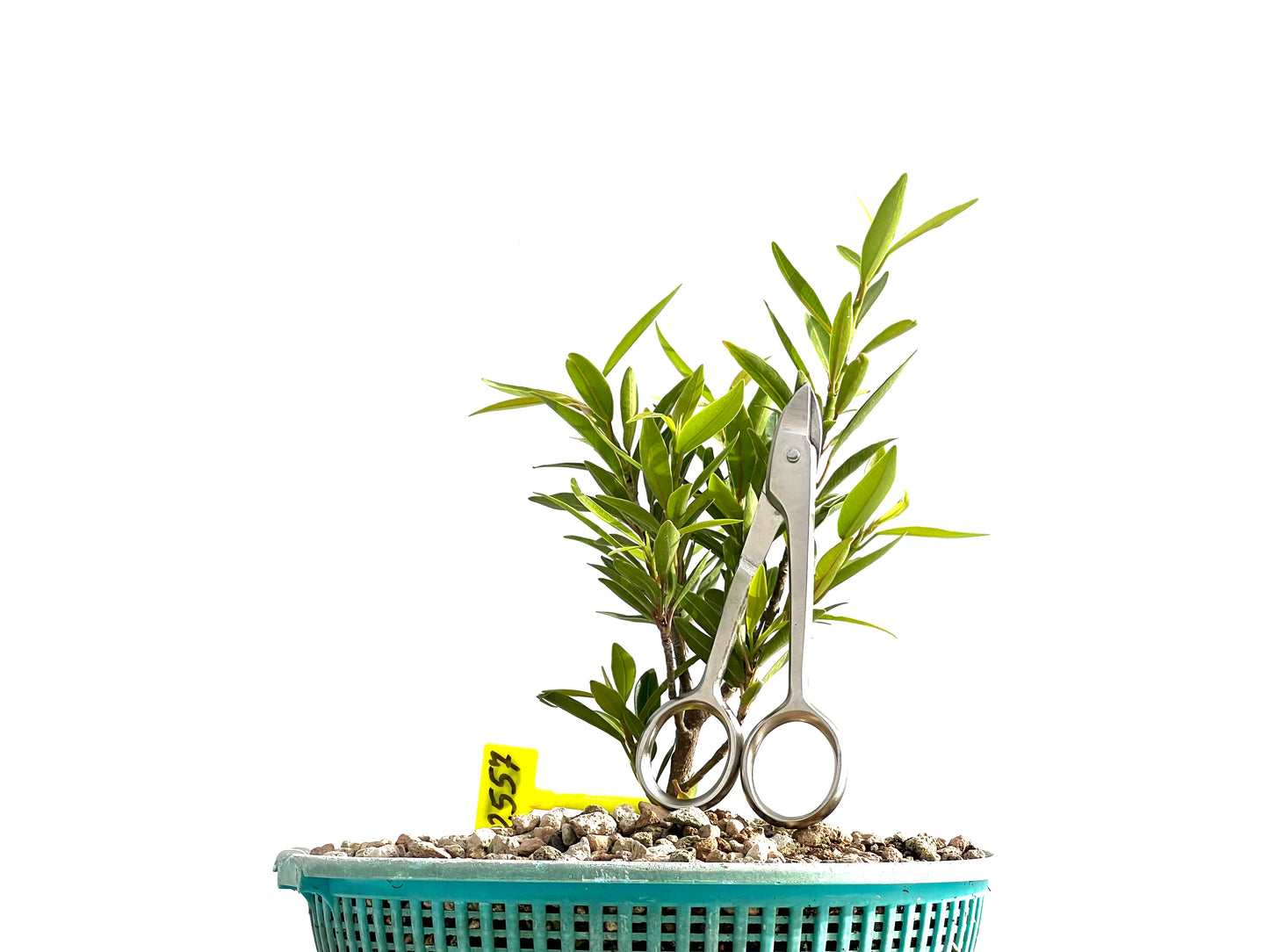 Ficus Nerifolia 2557