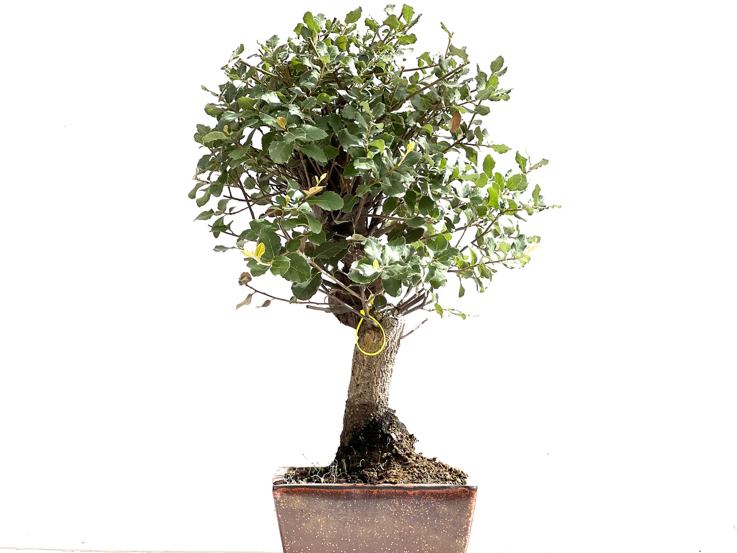 Quercus Suber 0149