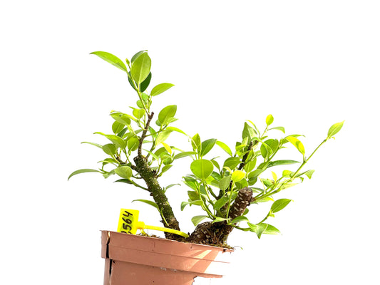 Ficus Tiger Bark 2564