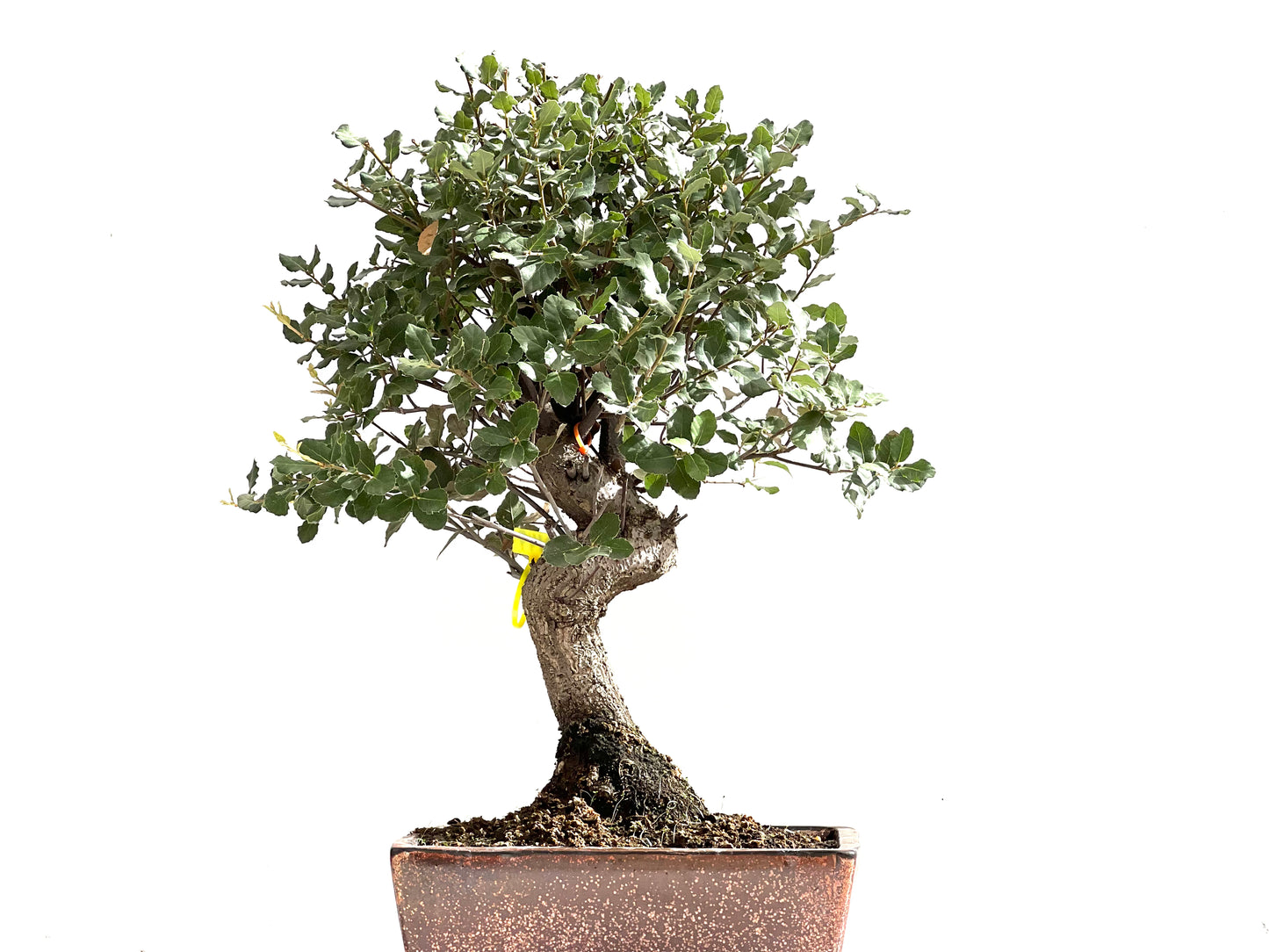 Quercus Suber 0149