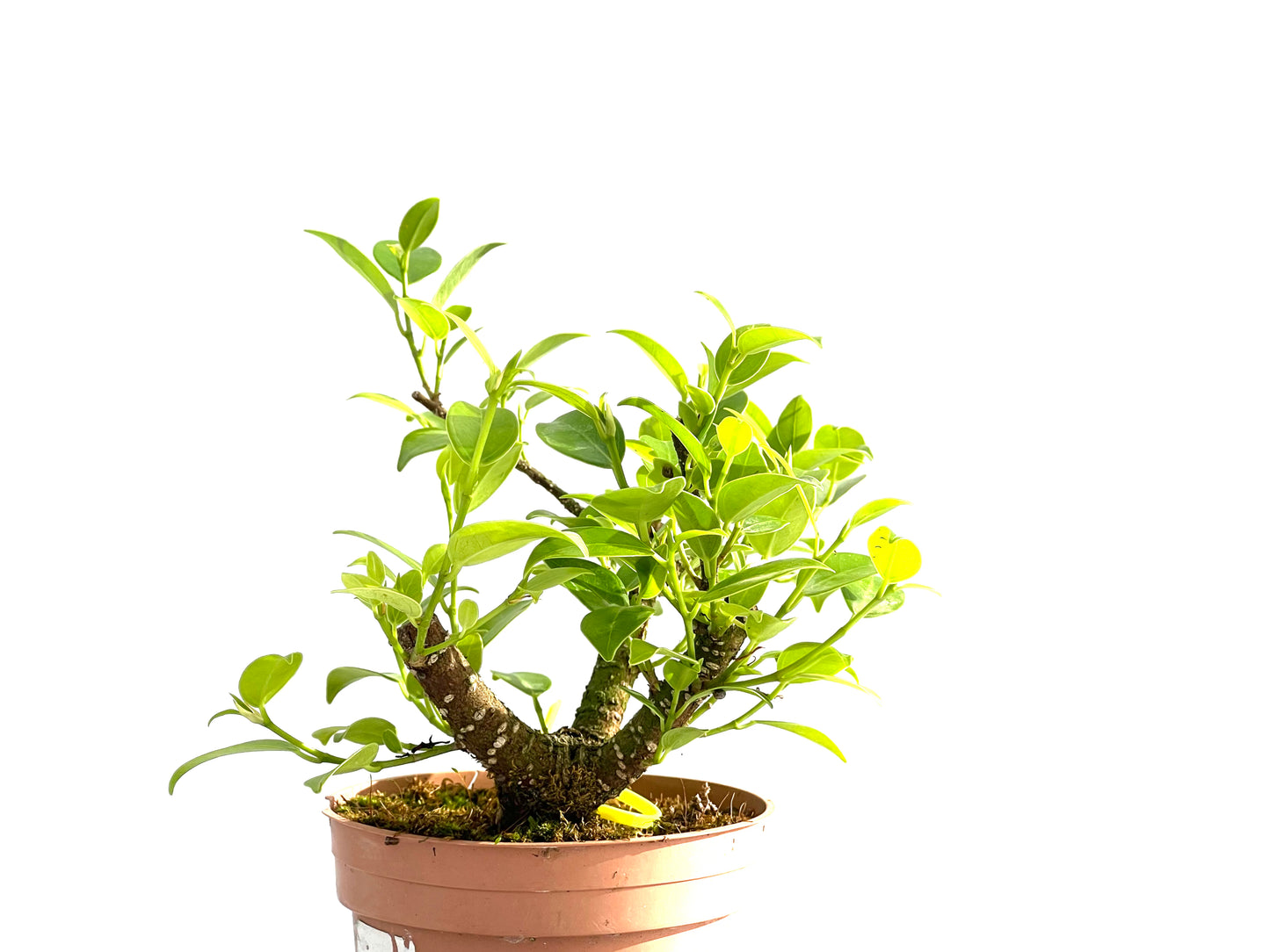 Ficus Tiger Bark 2564