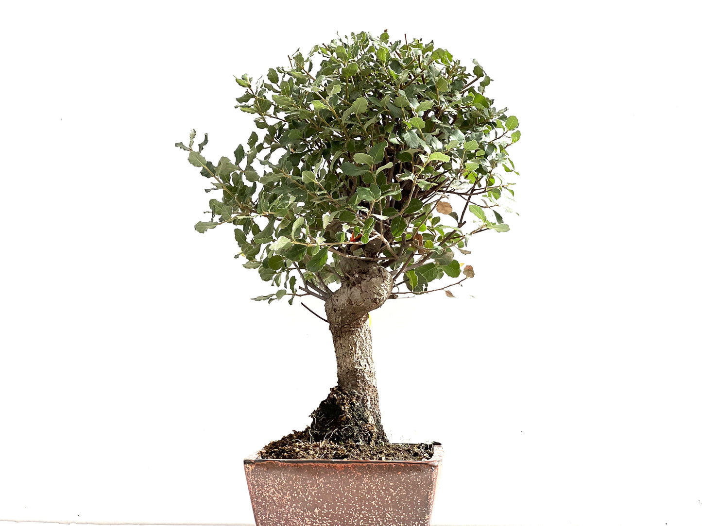 Quercus Suber 0149