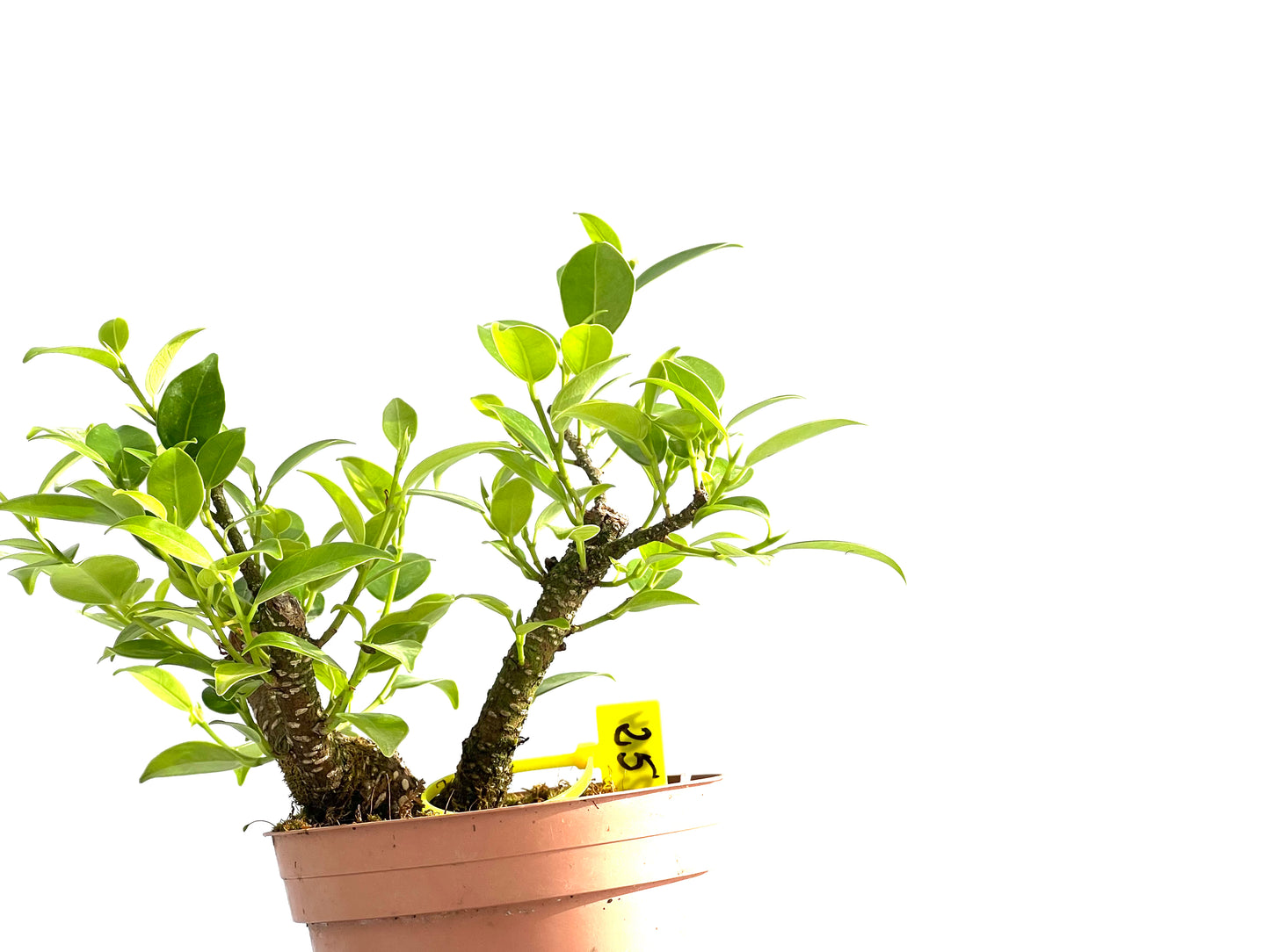 Ficus Tiger Bark 2564