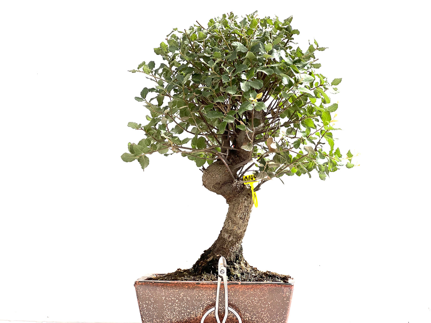 Quercus Suber 0149
