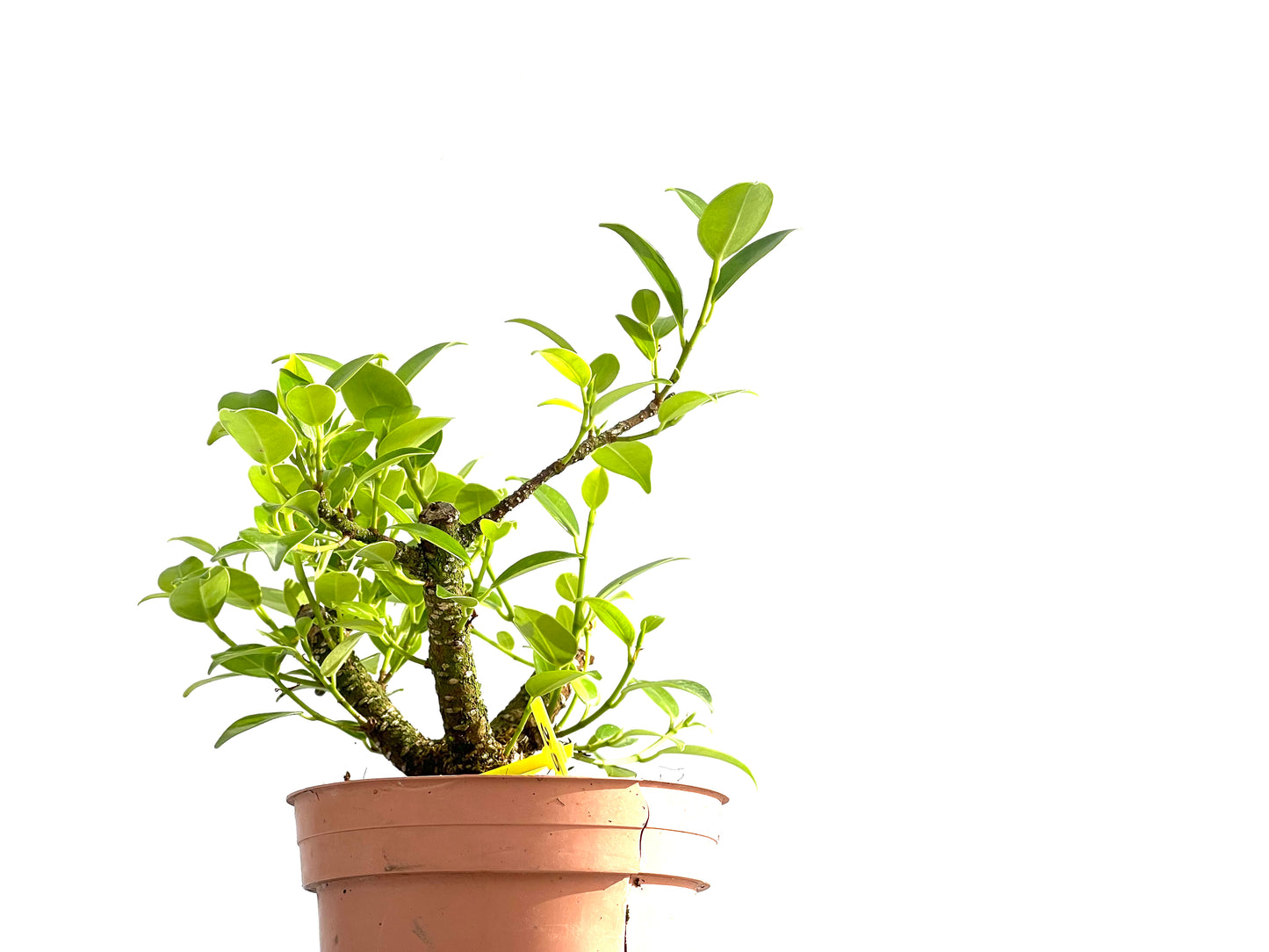 Ficus Tiger Bark 2564