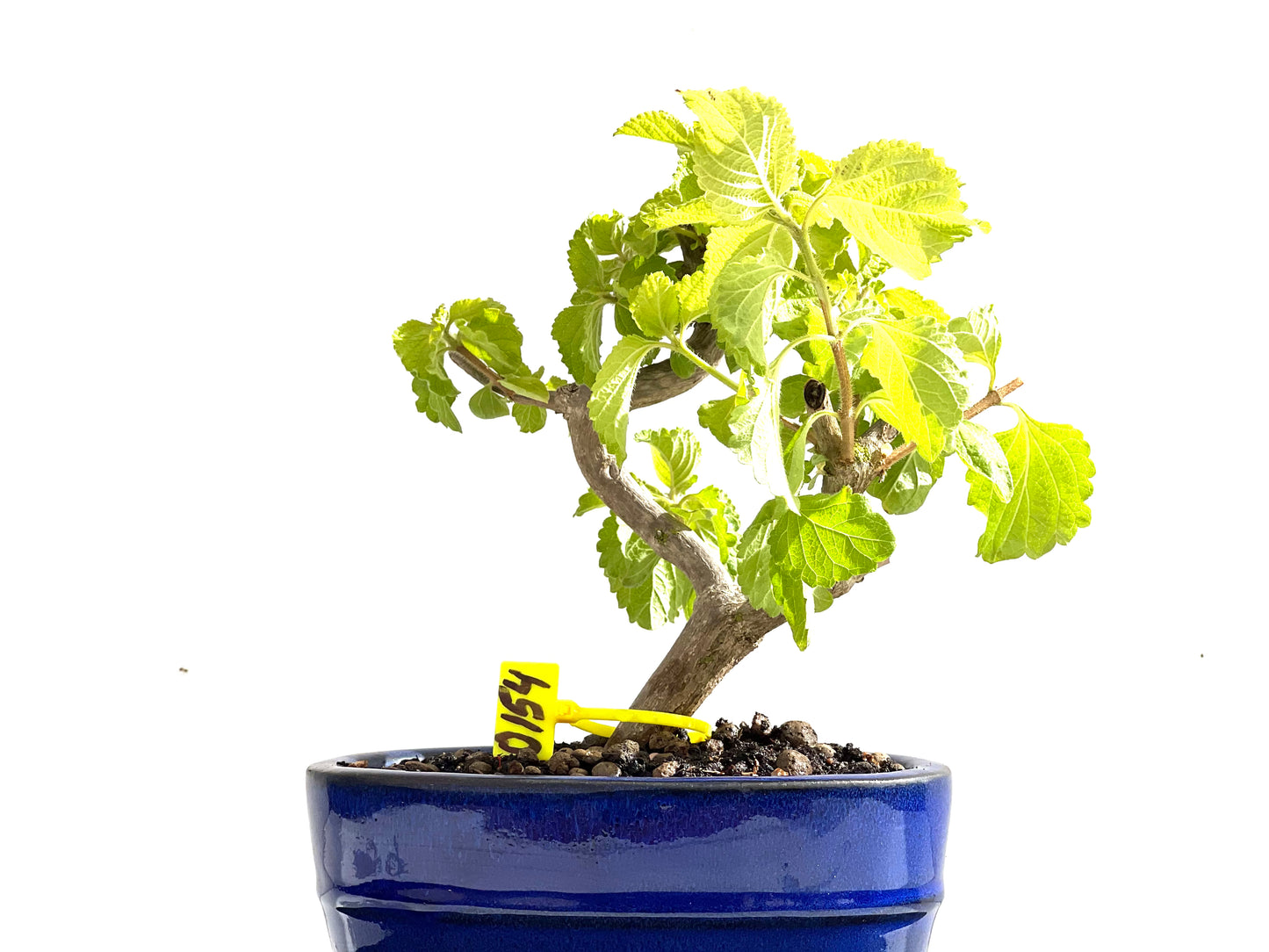 Lantana 0154