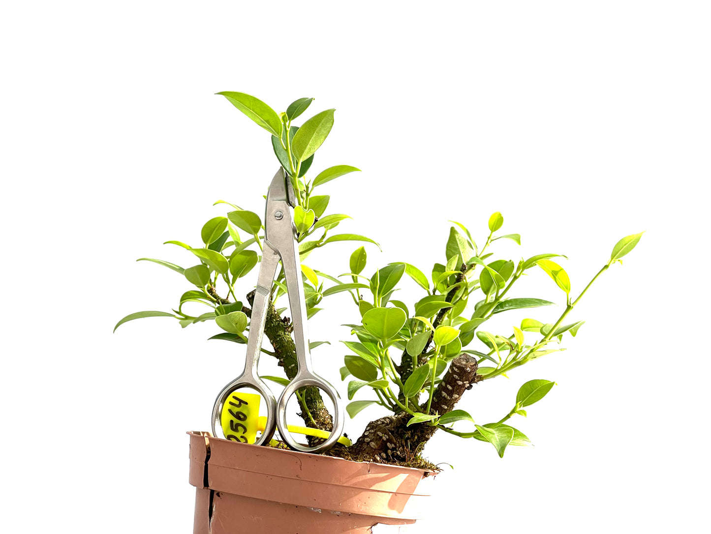 Ficus Tiger Bark 2564