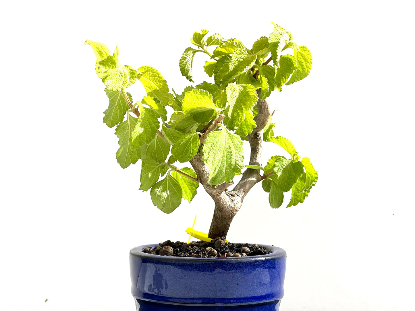 Lantana 0154