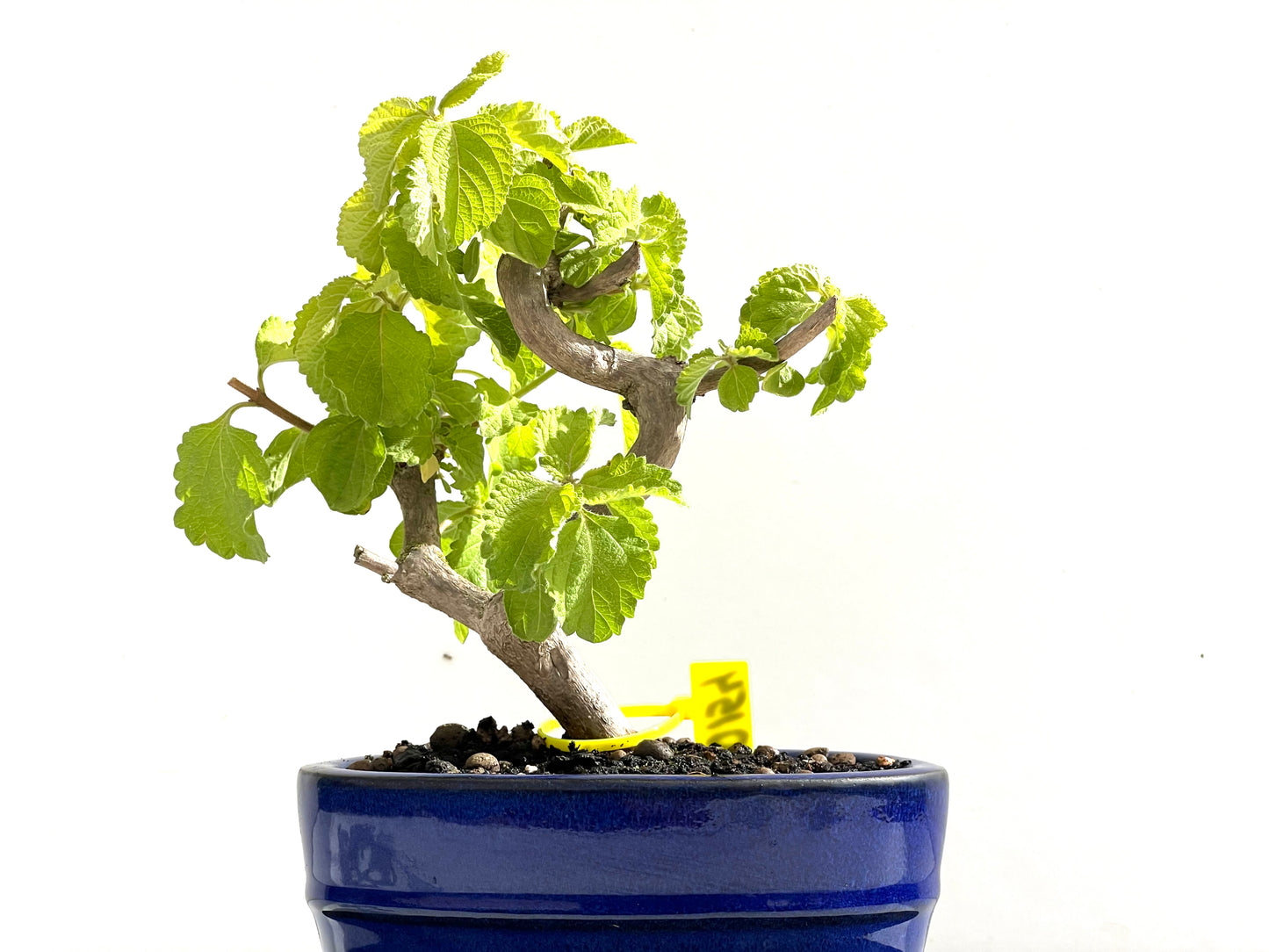 Lantana 0154
