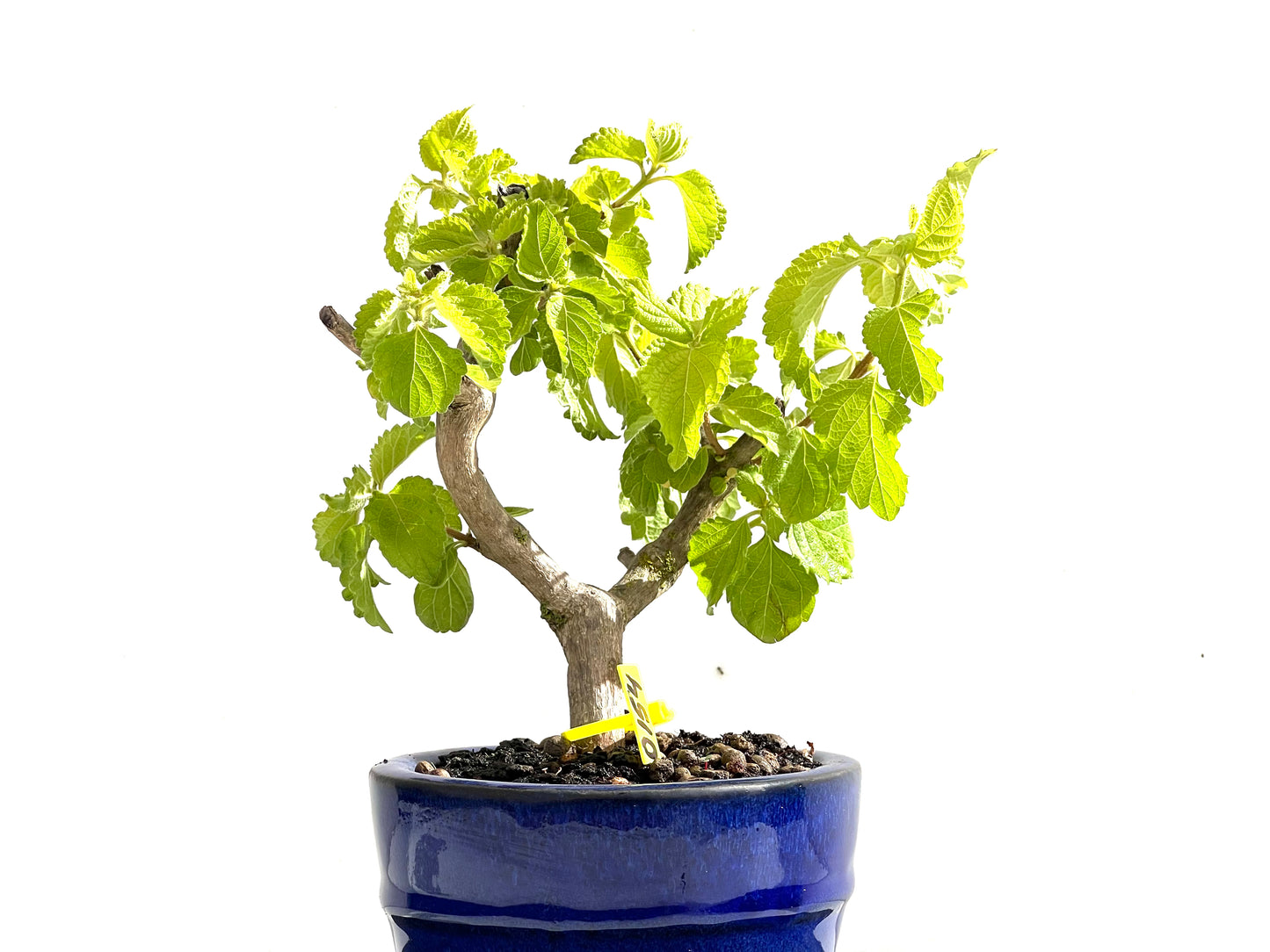 Lantana 0154